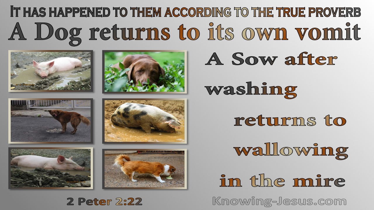 2 Peter 2:22 A Dog Returns To Its Vomit A Sow To Mud (gray)